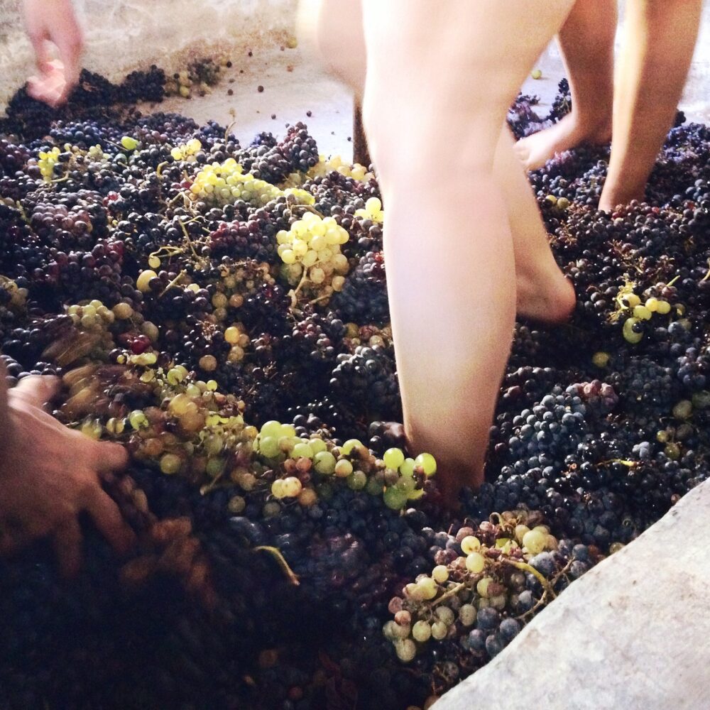 ワイン用のブドウを足でつぶす写真、破砕工程